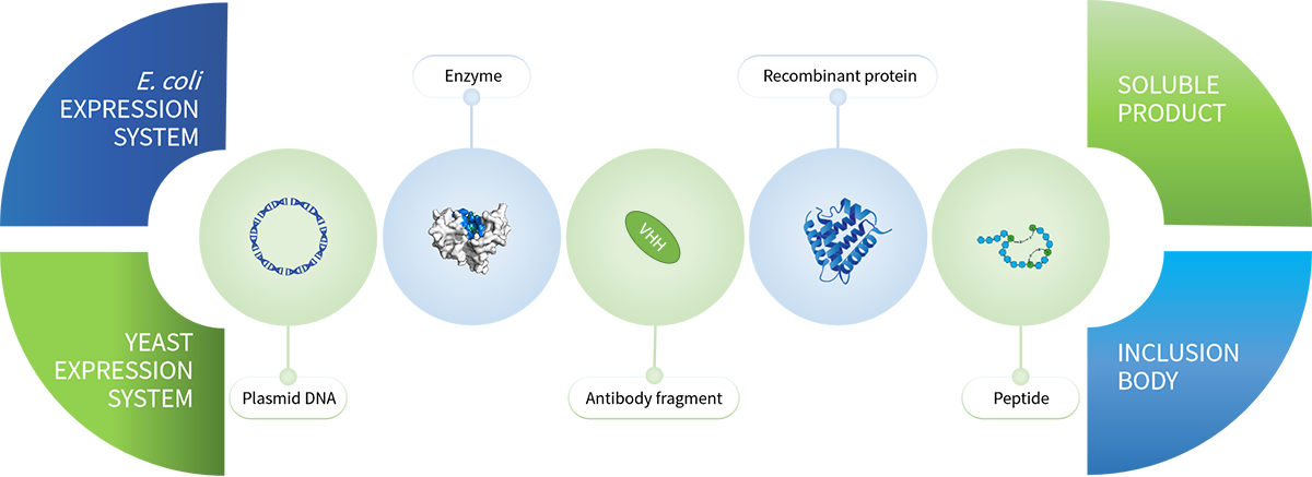 Strain Development